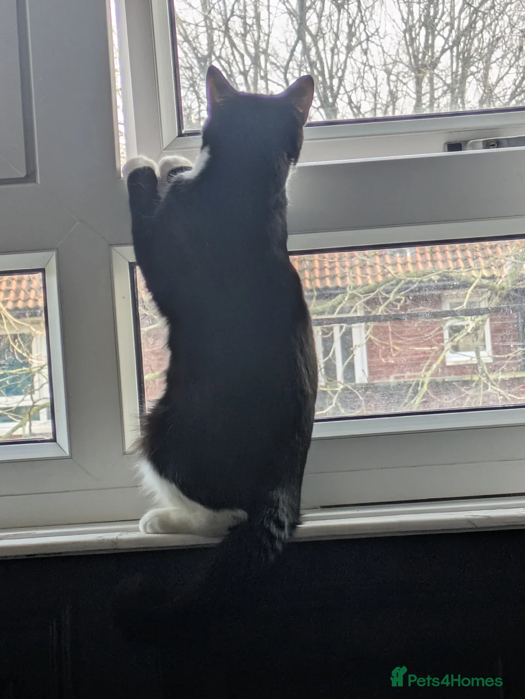 Mixed Breed cats for sale: Litter sure this weekend or through the week  - Advert 2