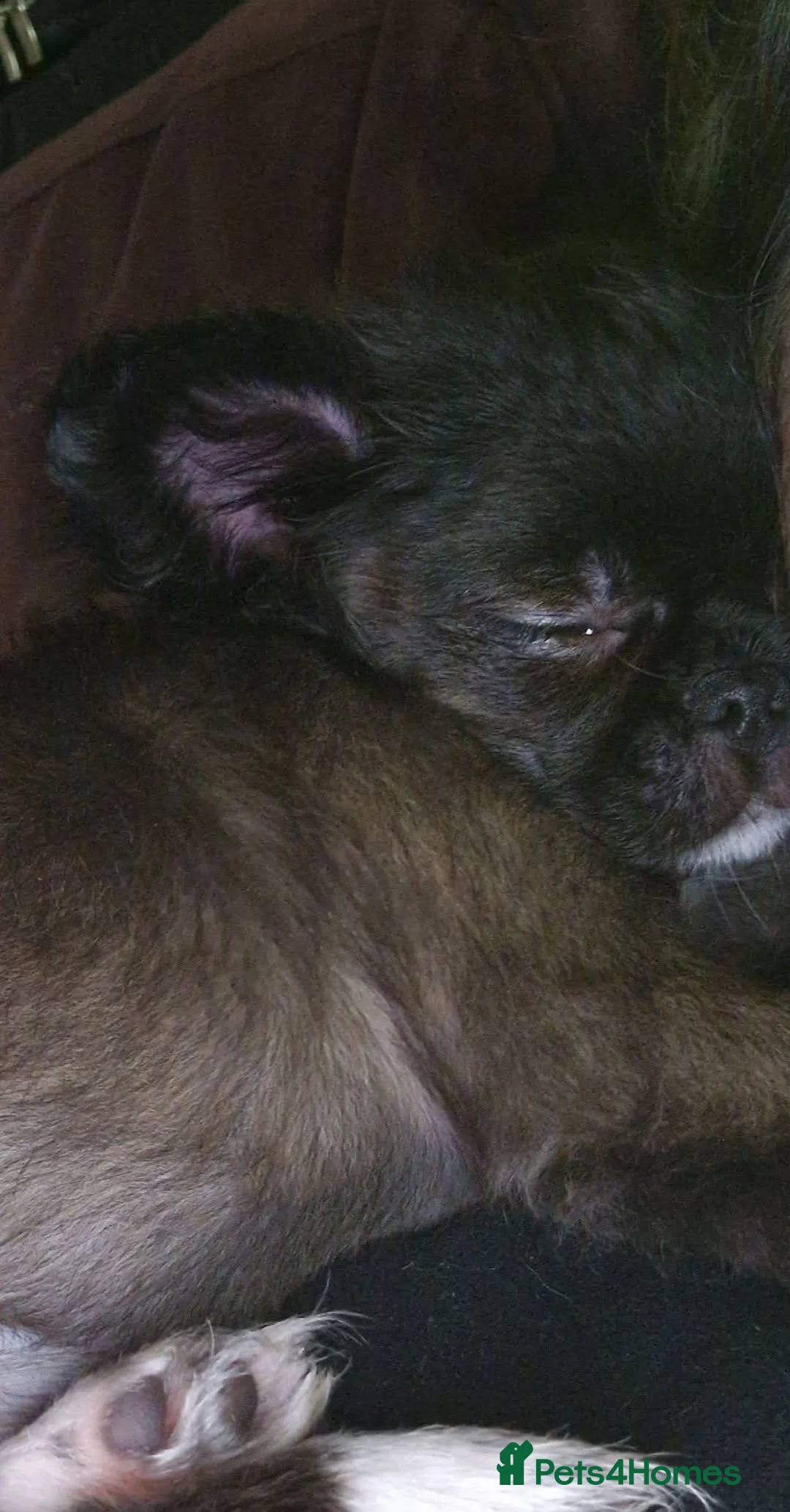 Chihuahua dogs for sale: Bow, long haired apple head chihuahua  - Advert 5