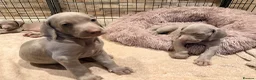 Weimaraner dogs for sale: Wonderful KC Reg Weimaraner Puppies x 6  - Advert 12