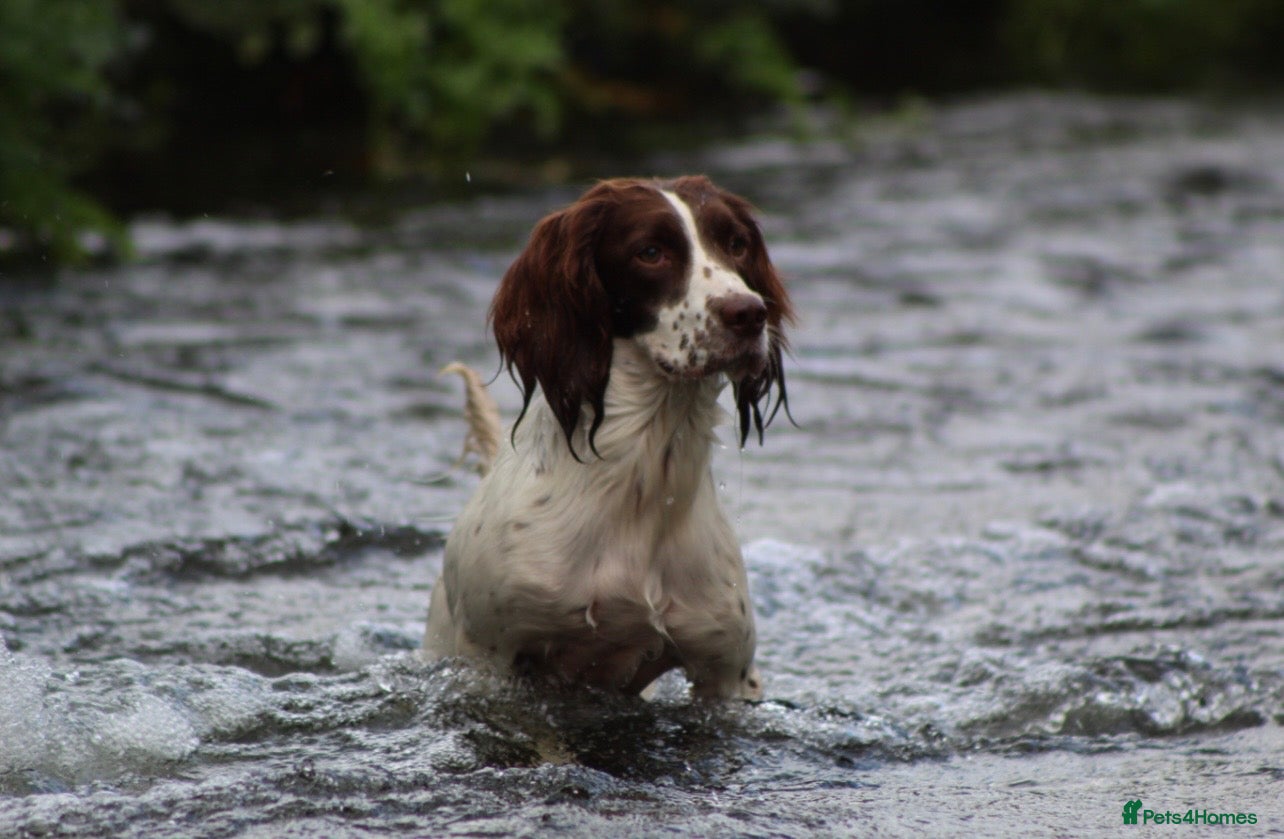 English Springer Spaniel dogs 2 B&W Springer Spaniel Puppies  - Advert 1
