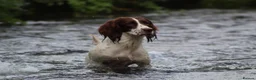 English Springer Spaniel dogs for sale: 2 B&W Springer Spaniel Puppies  - Advert 1