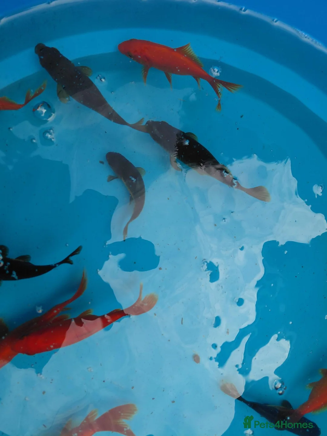 Goldfish fish for sale: Goldfish in Yeovil - Advert 1