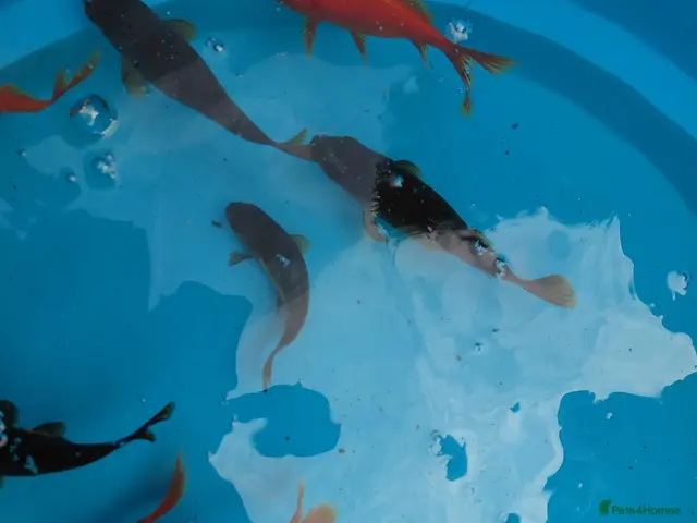 Goldfish fish Goldfish - Advert 1