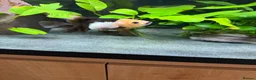Fancy Goldfish fish for sale: Fluval Roma 240 complete fancy goldfish aquarium  - Advert 6