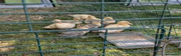 Ducks poultry for sale: Call ducklings  - Advert 3