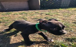 Mixed Breed dogs for sale: 3 BOYS LEFT - American Staffordshire bull terriers - Image 2
