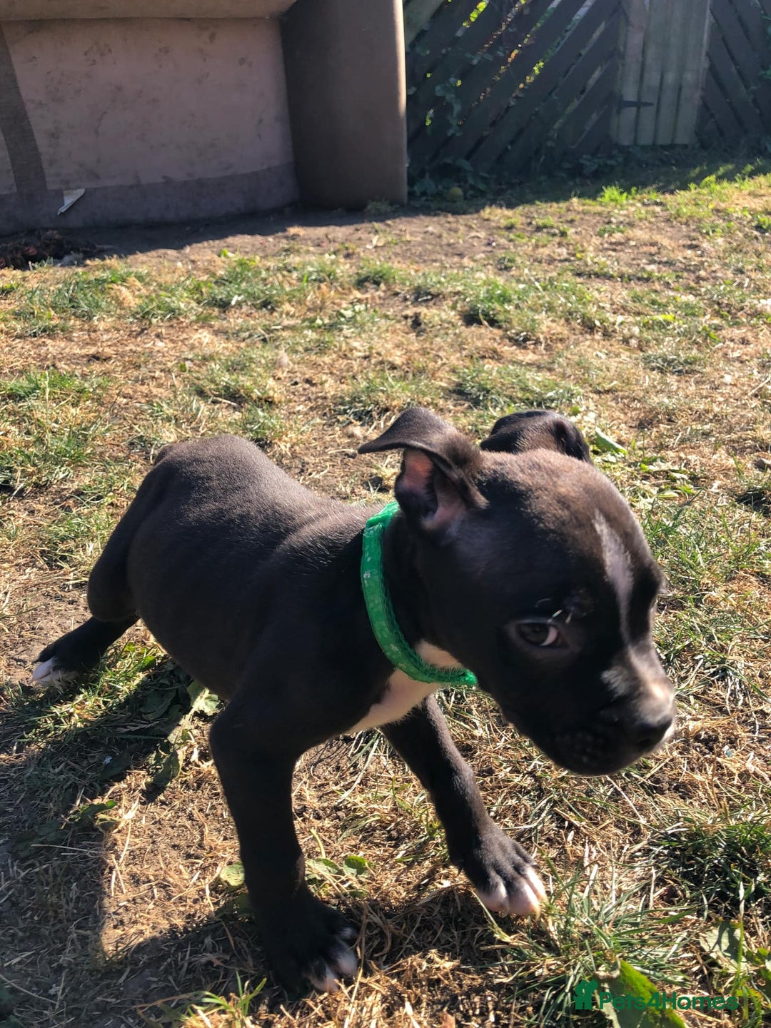 Mixed Breed dogs for sale: 3 BOYS LEFT - American Staffordshire bull terriers - Image 2