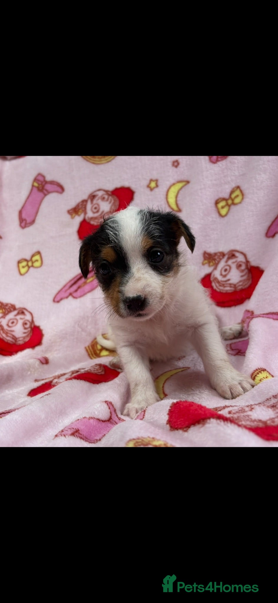 Jack Russell dogs Miniature Jack Russell puppies  - Advert 1
