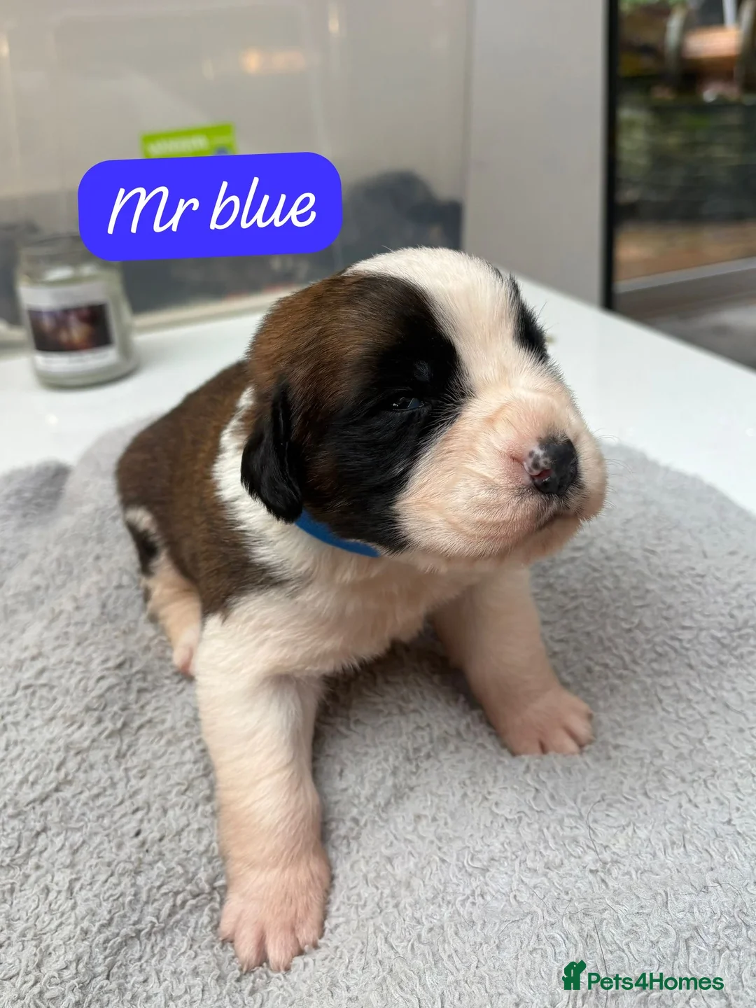 Saint Bernard dogs for sale: Outstanding Saint Bernard KC Reg Puppies  - Advert 4