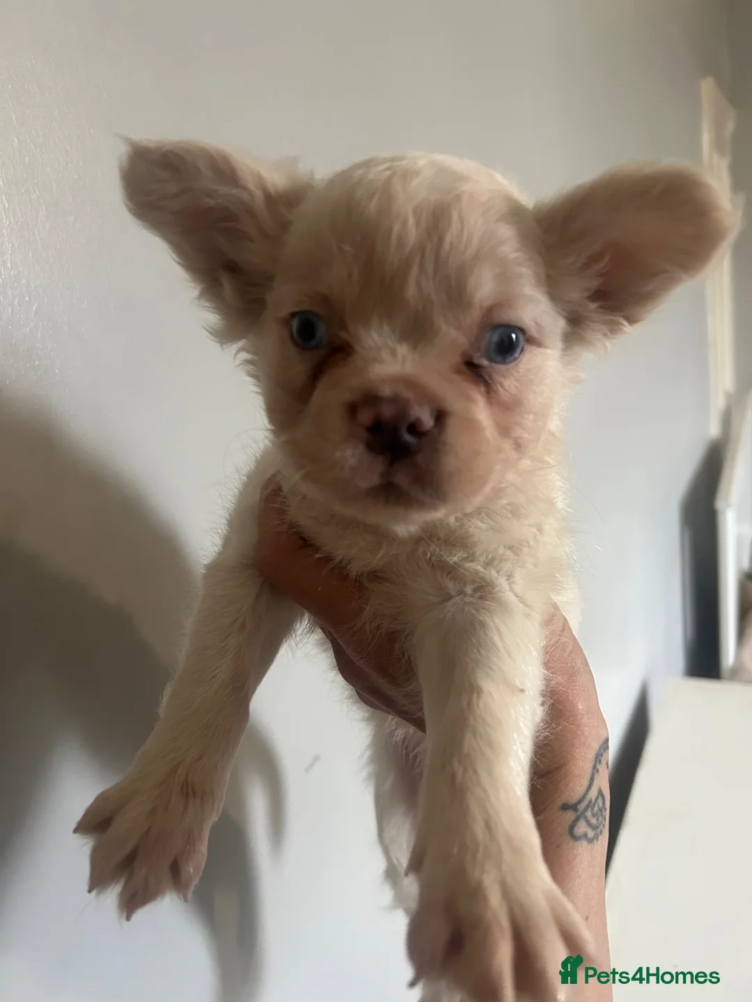 French Bulldog dogs for sale: KC registered fluffy French bulldog puppies  - Advert 8