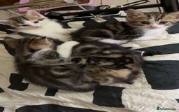 British Shorthair cats for sale: 4 tabby kittens  - Image 5