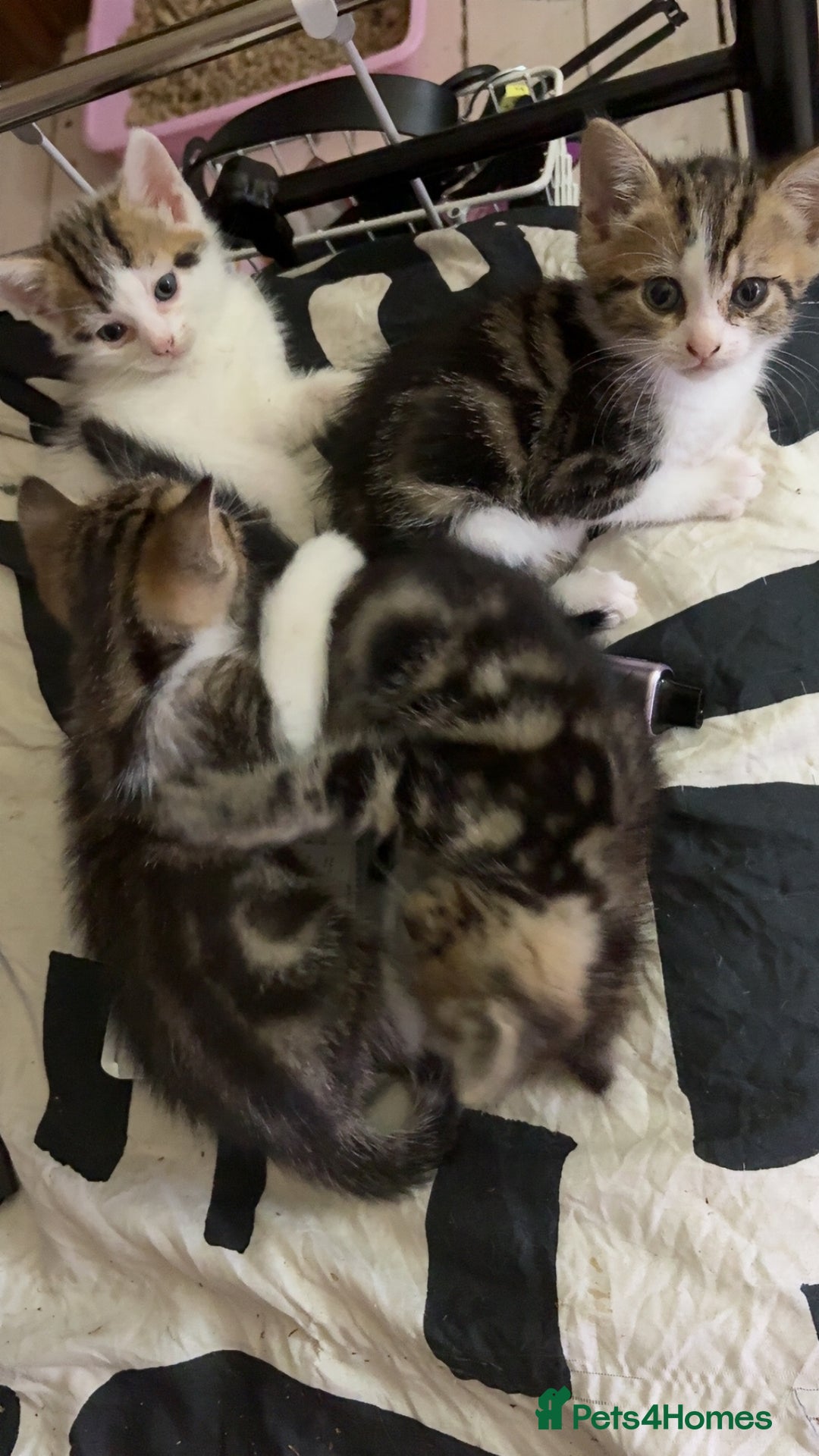 British Shorthair cats for sale: 4 tabby kittens  - Image 5
