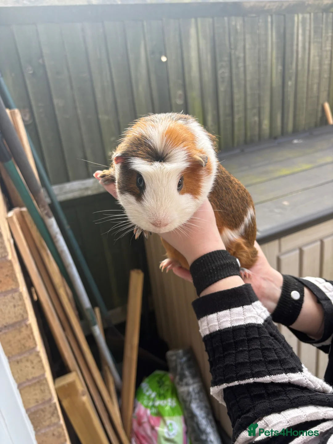 Guinea Pig rodents for sale: Guinea pigs for rehoming in Nottingham - Advert 2