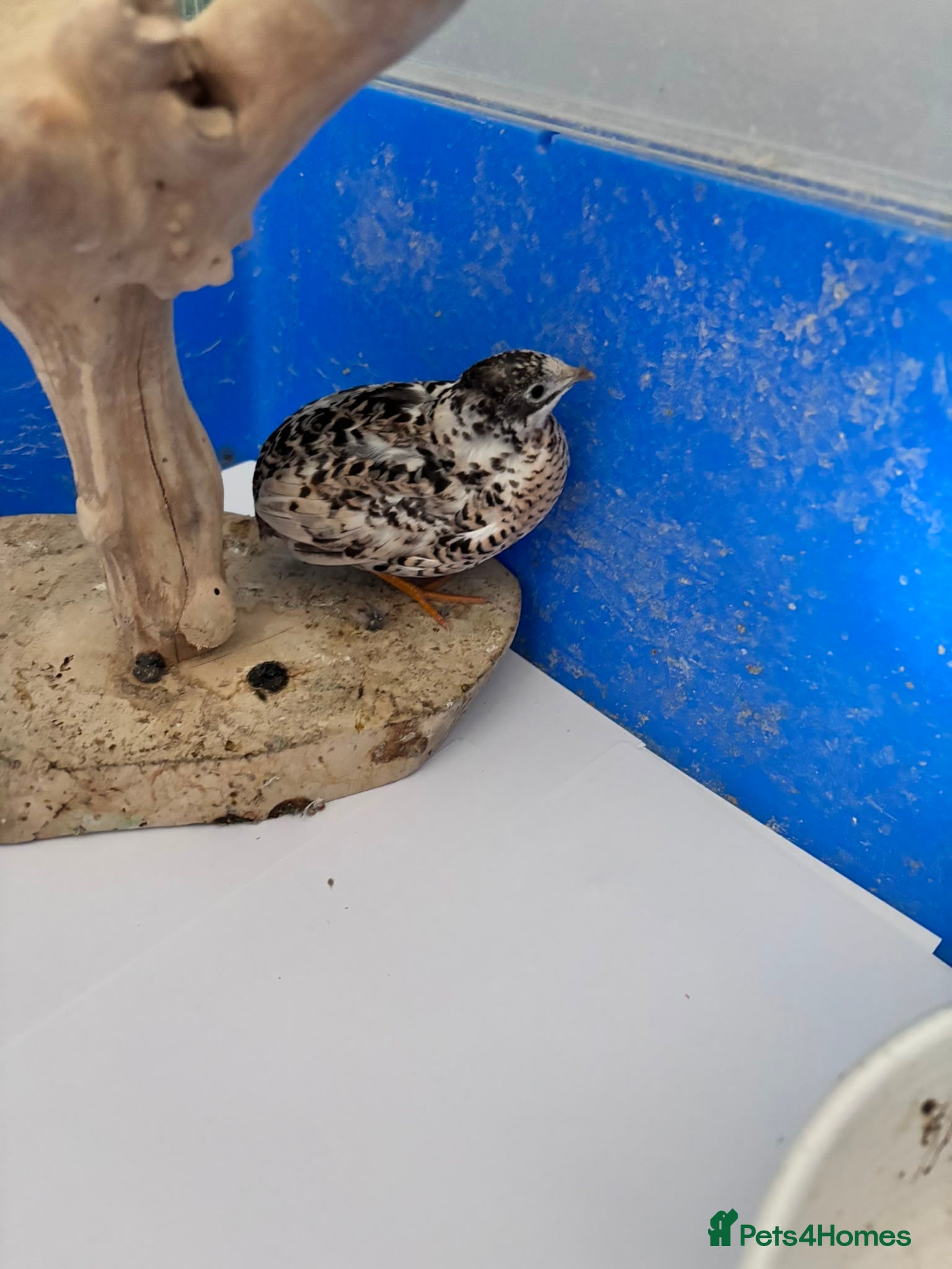 Quail poultry 2 female button quail - Advert 2