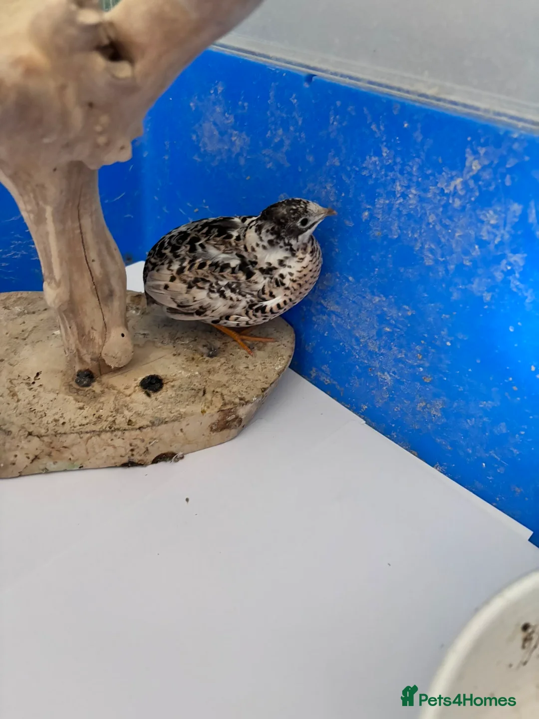 Quail poultry for sale: 2 female button quail - Advert 1