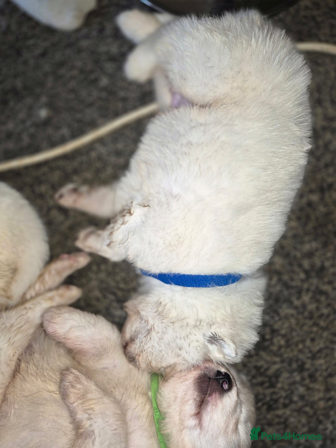 Samoyed dogs for sale: Samoyed puppies - can leave anytime from 23rd  - Advert 15