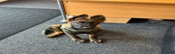 German Shepherd dogs for sale: KC Registered German Shepherd PuppiesChampion Line - Advert 18