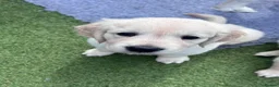 Golden Retriever dogs for sale: Golden retriever puppies🩷🩵 - Advert 5