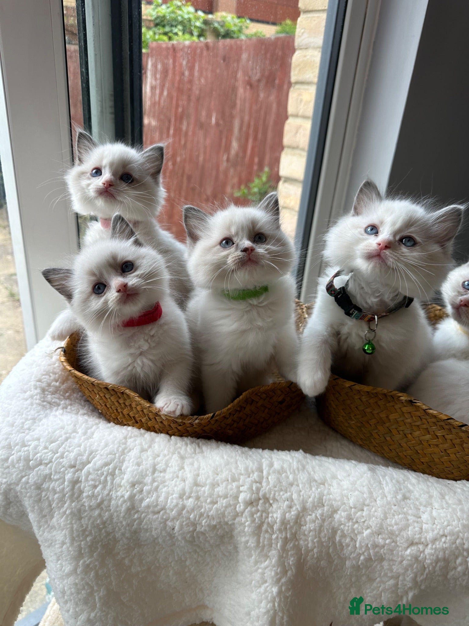 Ragdoll cats  TICA Quality Beautiful ragdoll kittens 😻🌟 - Advert 2