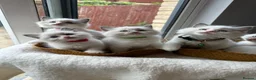 Ragdoll cats for sale:  TICA Quality Beautiful ragdoll kittens 😻🌟 - Advert 4