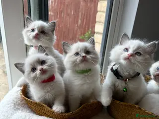 Ragdoll cats TICA Quality Beautiful ragdoll kittens 😻🌟 - Advert 2