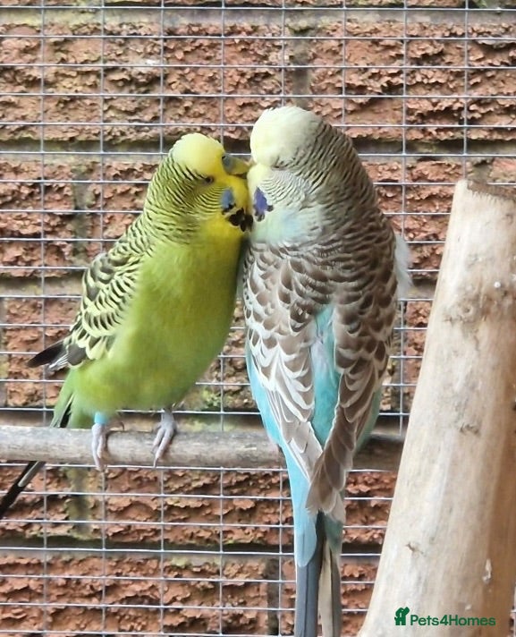 Budgerigars birds Bonded pair of budgies - Advert 1