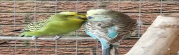 Budgerigars birds for sale: Bonded pair of budgies in Warrington - Advert 1