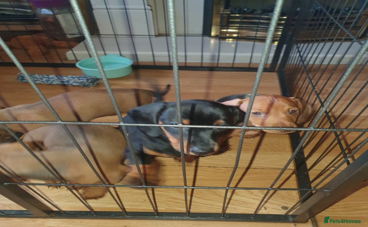 Miniature Dachshund dogs - Advert 11