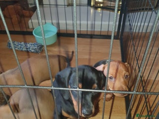 Miniature Dachshund dogs - Advert 36