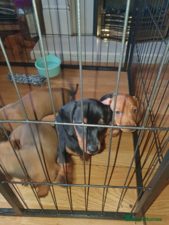 Miniature Dachshund dogs - Advert 11