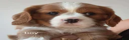 Cavalier King Charles Spaniel dogs for sale: QUALITY KC REGISTERED CAVALIERS  - Advert 3
