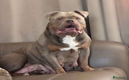 American Bully dogs for sale: ABKC pocket bullys lilac tri - Image 7