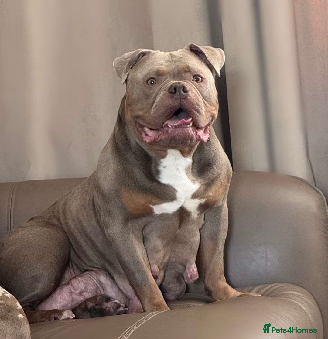 American Bully dogs for sale: ABKC pocket bullys lilac tri - Image 7