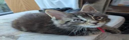 Maine Coon cats for sale: Chunky loveable Maine Coon Boy - Advert 25