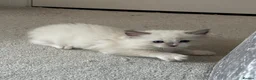 Ragdoll cats for sale: 3 Ragdoll kittens, two boys left - Advert 26