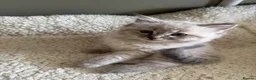 Ragdoll cats for sale: 3 Ragdoll kittens - Advert 7