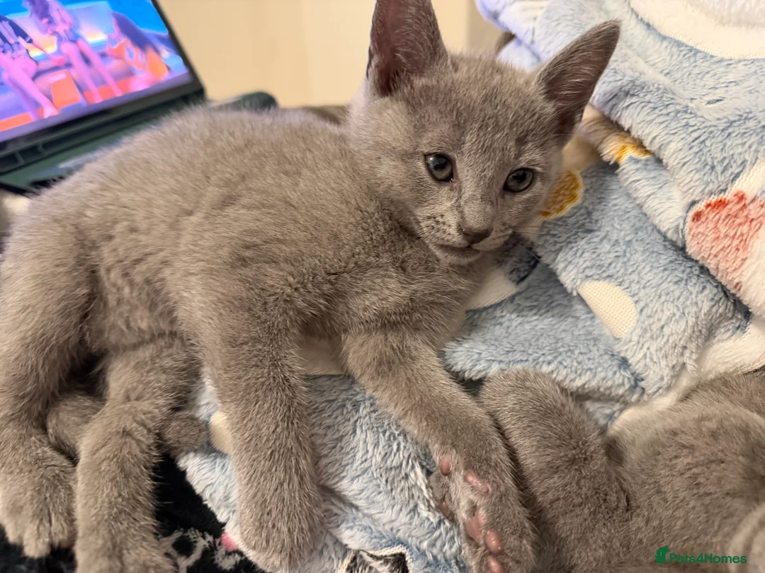 Russian Blue cats for sale: Russian blue TICA registered kittens  - Advert 32