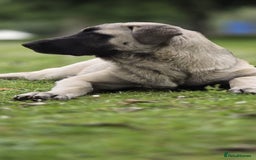 Turkish Kangal dogs for sale: Turkish Kangal 5 Month Puppy Fantastic Confident  - Image 4