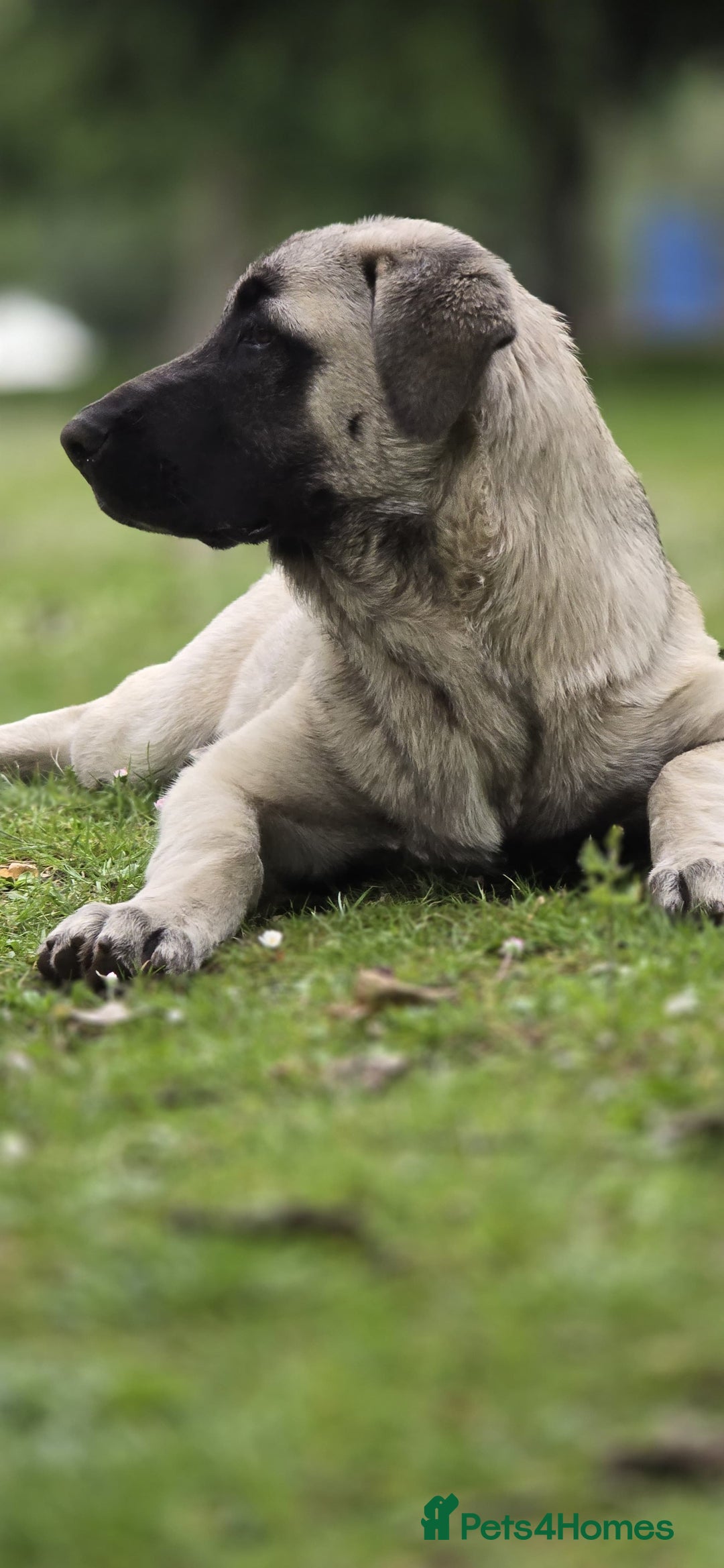 Turkish Kangal dogs for sale: Turkish Kangal 5 Month Puppy Fantastic Confident  - Image 4