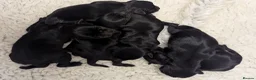 Miniature Schnauzer dogs for sale: KC reg'd,Health Tested Miniature Pups 5* Breeder - Advert 4