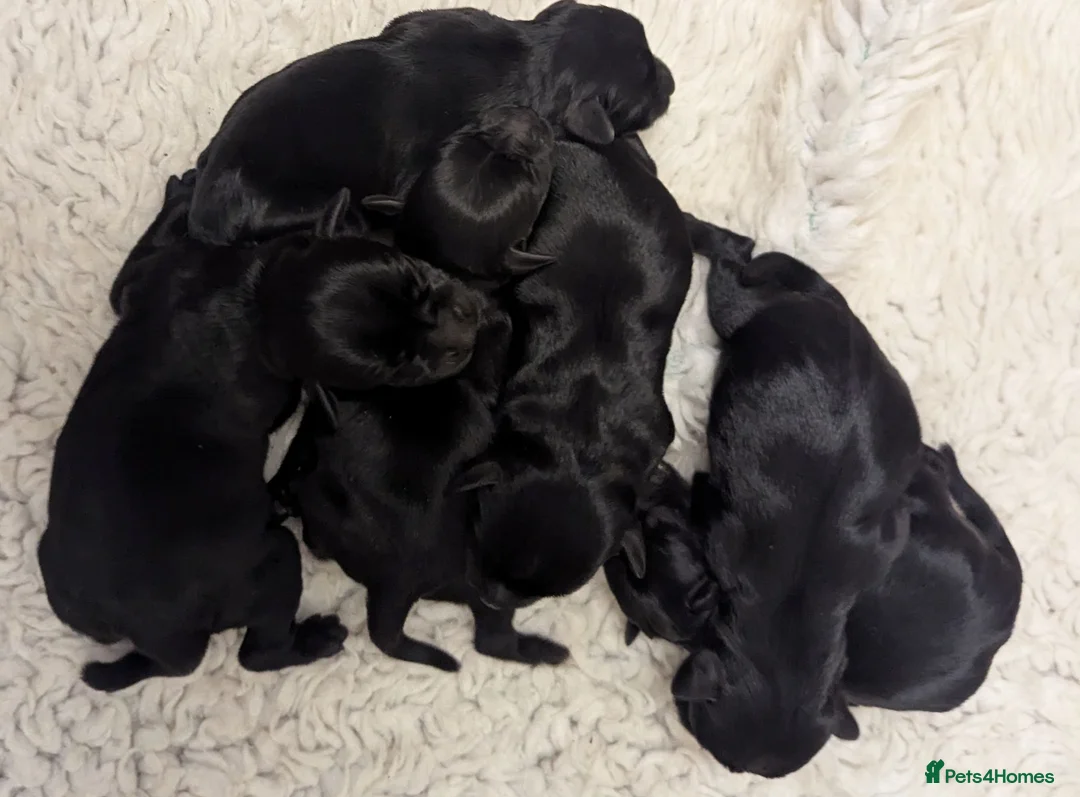 Miniature Schnauzer dogs for sale: KC reg'd,Health Tested Miniature Pups 5* Breeder - Advert 4