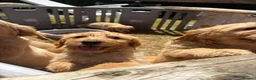 Goldendoodle dogs for sale: Goldendoodle pups Born 25 March 2026 - Advert 14