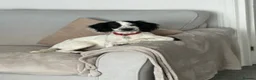Sprocker dogs for sale: 6 month old sprocker for sale  - Advert 3