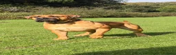 Boerboel dogs for sale: Elite Guard Neema X Spartan Dutch - Advert 2