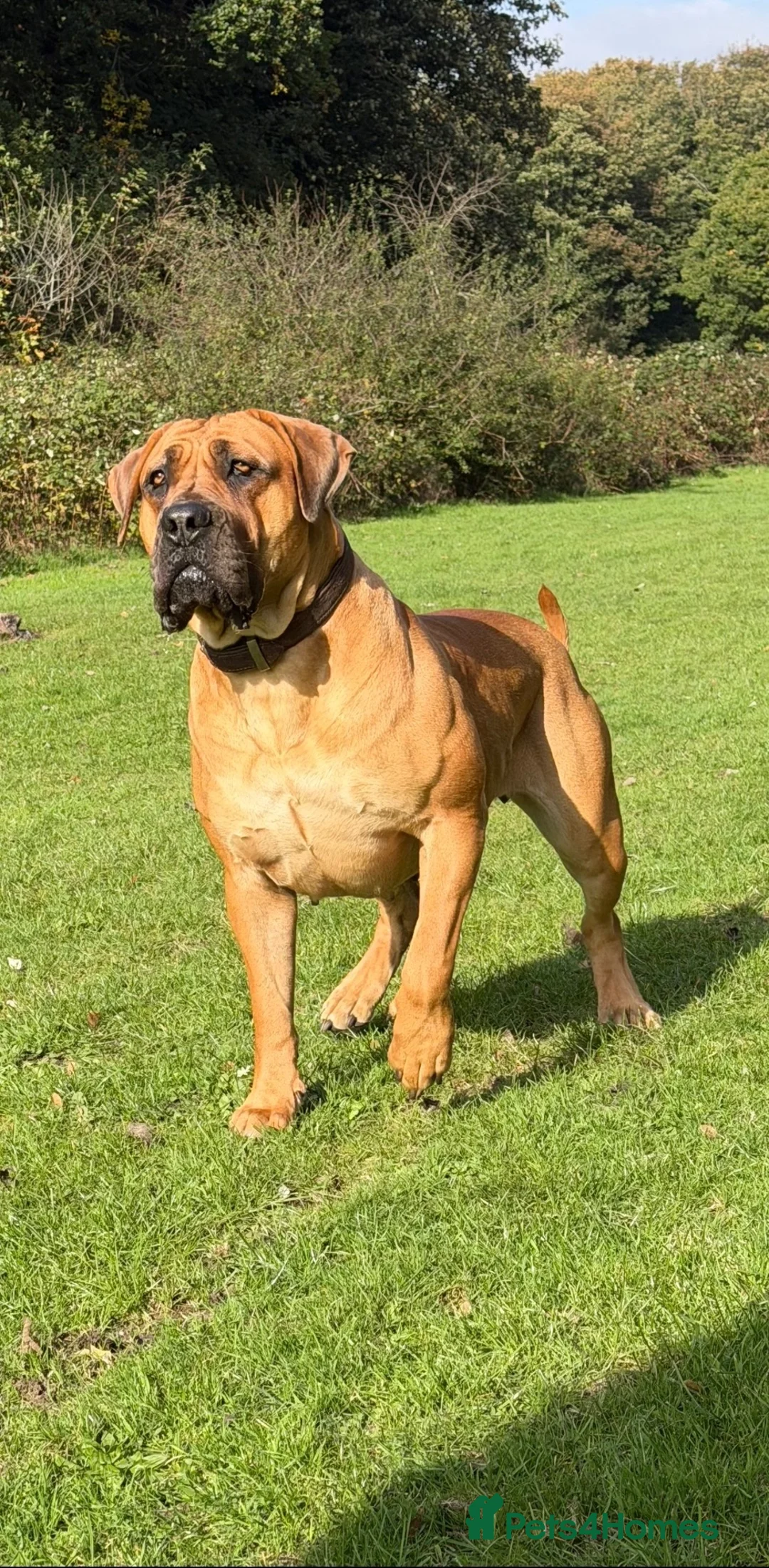 Boerboel dogs for sale: Elite Guard Neema X Spartan Dutch - Advert 2