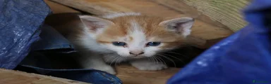 Mixed Breed Kitten 1