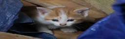 Mixed Breed cats for sale: Playful kittens  - Advert 8