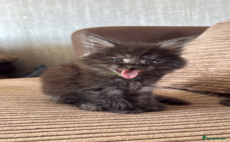 Maine Coon cats - Advert 7