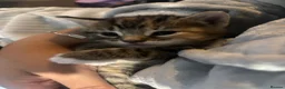 Mixed Breed cats for sale: Kittens for sale to good homes  - Advert 2