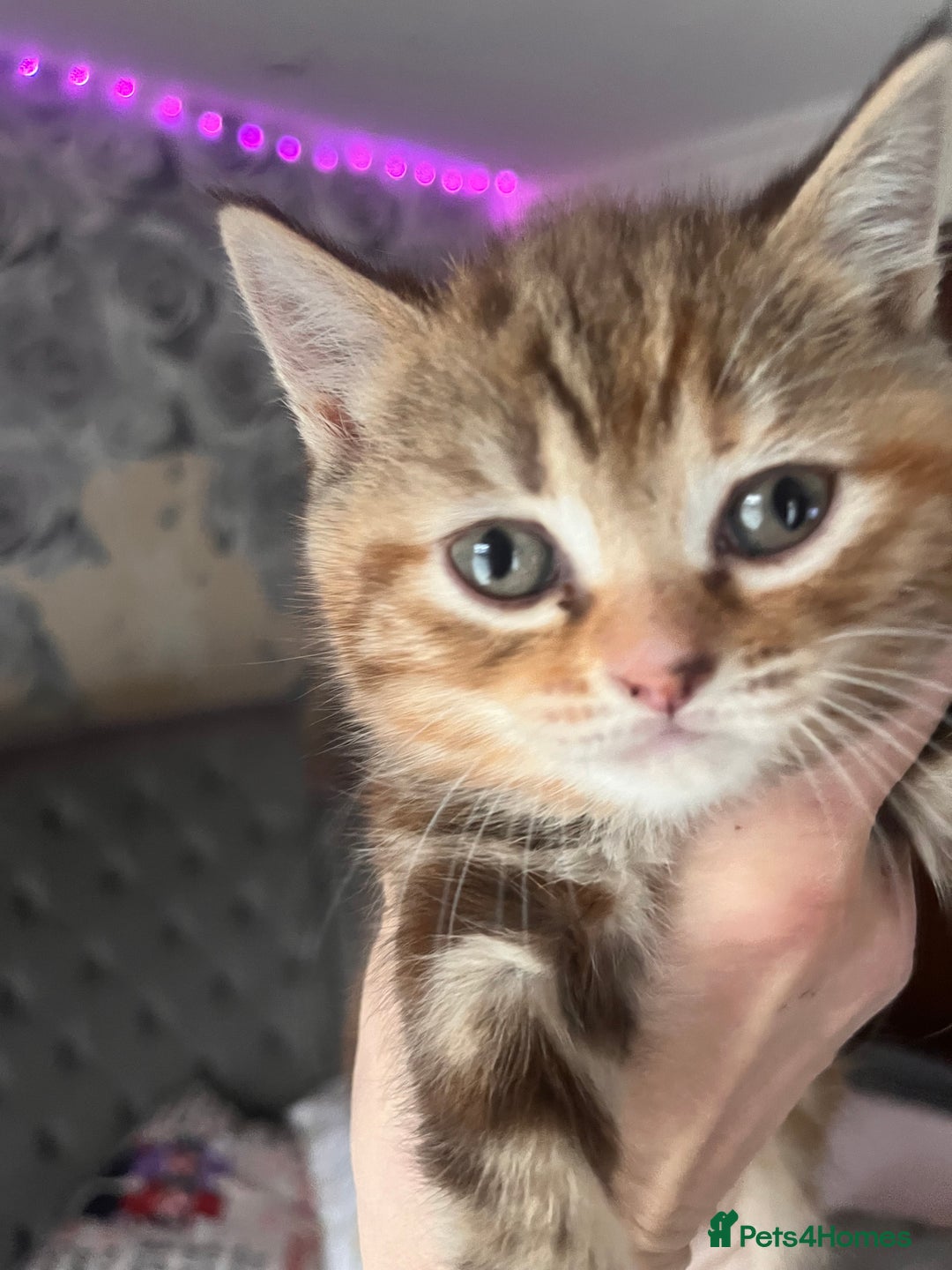 Maine Coon cats for sale: maincoon cross british shorthair  - Advert 2